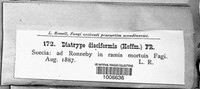Diatrype disciformis image